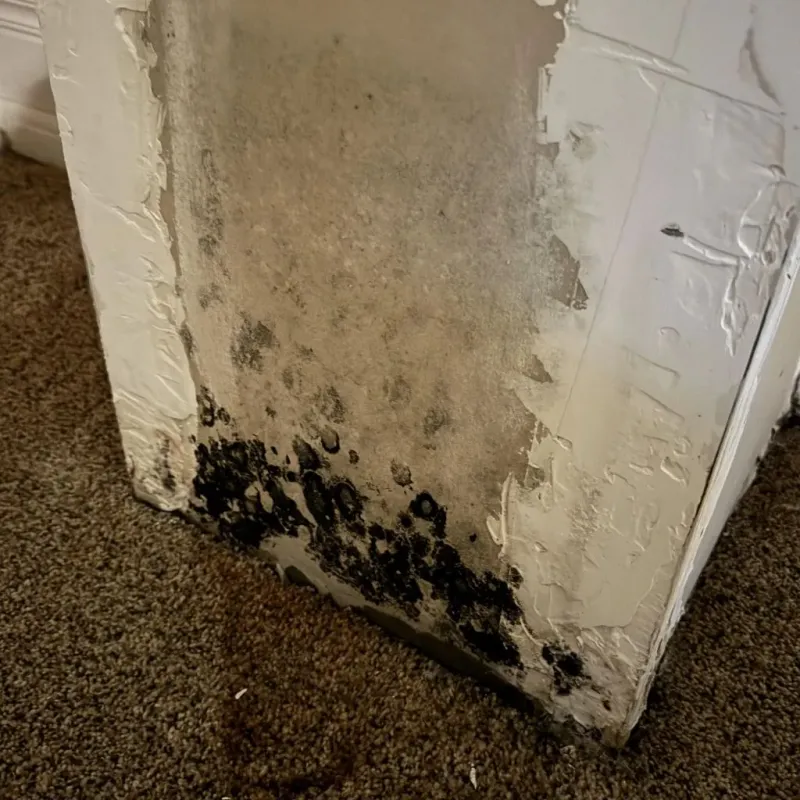 Professional Mold Removal in Bakersfield, CA